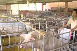 Tái đàn heo thành công - Kinh nghiệm từ một nông hộ