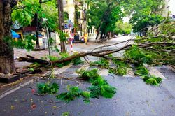 Bão số 2 tại Hải Phòng: Một số cây xanh gãy đổ, không xảy ra tình trạng ngập lụt
