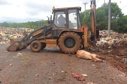 Cơ sở giết mổ mua bò bị viêm da nổi cục về làm thịt