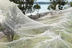 Mạng nhện khổng lồ xuất hiện ở Australia