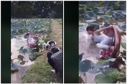 Mải tạo dáng bên hồ sen, cô gái nhận cái kết 'đắng ngắt'