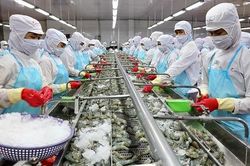 Hiệp định EVFTA chưa thể giúp cá tra thoát tăng trưởng âm ở thị trường EU