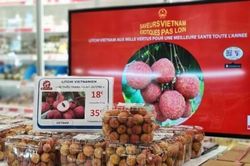 Vải thiều Thanh Hà sang Pháp: Gần 500.000 đồng/kg vẫn 'cháy hàng'