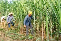 Áp thuế chống bán phá giá với đường mía có xuất xứ Thái Lan