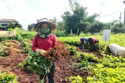 Lạc đen bén rễ đất Đức Trọng