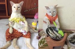 Sinh hoạt đời thường của loài mèo gây 'sốc': Cái gì cũng đến tay mẹ bỉm cân hết