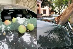 Hàng loạt cây 'phản chủ' khiến các tài xế phải 'khóc ròng'