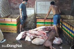 Một cơ sở giết mổ heo bệnh, heo chết bị xử phạt nhiều lần nhưng vẫn tái phạm