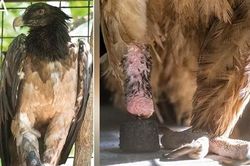 Tái tạo chân cho kền kền săn mồi