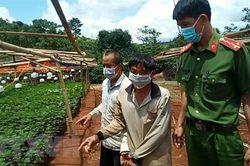 Công an Đắk Nông phát hiện vườn trồng cần sa hơn 2.600 cây