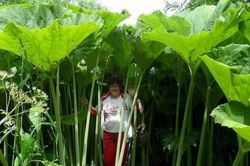 Vùng đất kỳ lạ mọc toàn cây khổng lồ