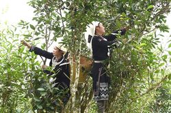 Tiếp sức cho sản phẩm OCOP