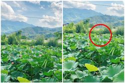 Nhờ người thân chụp ảnh ao sen, cô gái 'tá hỏa' vì điều này?