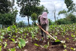 Chuyện 'đồng áng' trên núi lửa Chư Đang Ya