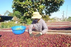 Giá cà phê hôm nay ngày 1/6: Nhiều tín hiệu thể hiện sự hồi phục