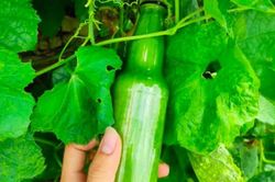 Thanh niên thử trồng mướp trong chai nhựa, thành quả khiến dân mạng bất ngờ