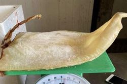 Mực khô siêu to, giá siêu rẻ thực chất là mực gì?