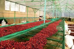 Tập trung các giải pháp để triển khai đề án xây dựng vùng cà phê đặc sản