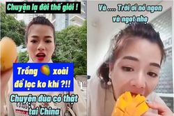 Gái Việt ở Trung Quốc khoe xoài mọc đầy đường nhưng lại không được ăn