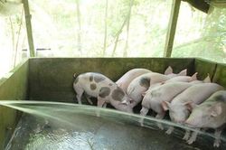 Cà Mau: Khẩn trương khống chế dịch tả heo châu Phi