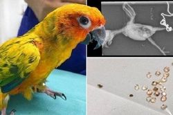 Vẹt cưng bỗng lăn ra ốm, bác sĩ gắp được trong bụng 21 viên kim cương