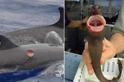 Cá mập 'cắt bánh quy', loài cá mập có kích thước chỉ bằng mèo nhà nhưng cắn hỏng cả tàu ngầm hạt nhân