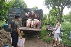 Giá lợn hơi sẽ tăng trở lại khi giá thành chăn nuôi và giá xăng dầu ở mức cao
