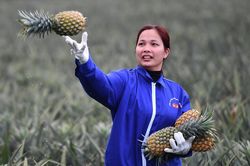 Tổng điều tra kinh tế giai đoạn 2 trong tháng 7