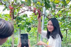Nông trại nho trĩu quả giữa lòng Thủ đô mở cửa miễn phí hút giới trẻ đến check-in