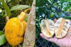 Còn ai nhớ bình bát, thức quả bình dị của tuổi thơ làm dịu cả cái nóng mùa hè?
