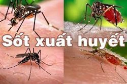 Các biện pháp phòng tránh sốt xuất huyết Dengue