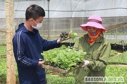 Mô hình kinh doanh khép kín 'Giống - thu mua - siêu thị'