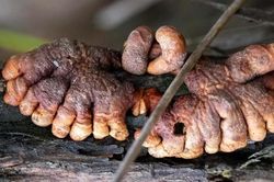 Kỳ lạ nấm ký sinh hiếm gặp, 'ngón tay thây ma' ở Úc
