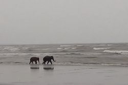 Giải cứu 2 con voi lạc đàn đi từ Myanmar đến Bangladesh