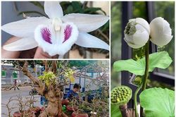 Những loạt hoa đột biến 'giá chát' gây sốt thị trường Việt