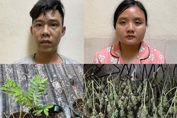 Phát hiện cặp vợ chồng phơi hơn 100 cành cần sa trong tủ quần áo