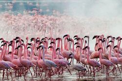 Khám phá thiên đường chim hồng hạc ở Kenya