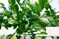Bất ngờ loại quả tưởng 'tuyệt chủng' nay 'hốt bạc'