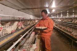 Trang trại 'kỳ lạ' ở Chương Mỹ, gà được chạy bộ và cho nghe nhạc