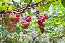 Đột nhập nông trại nho trĩu quả ngay giữa Thủ đô cực hút khách