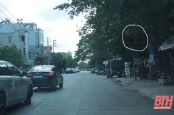 Đề nghị khắc phục tình trạng nhiều đèn tín hiệu giao thông ở TP Thanh Hóa bị che khuất