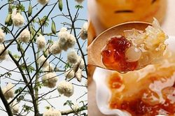 Loại nhựa cây có thể ăn được, còn là món giải khát khoái khẩu của người miền Tây