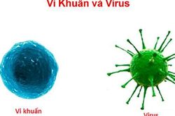 Vi khuẩn và virus loại nào nguy hiểm hơn?