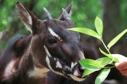 Google phối hợp WWF bảo tồn loài động vật hoang dã quý hiếm bậc nhất Việt Nam