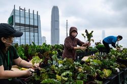 Trồng rau sạch trên nóc nhà cao tầng ở Hong Kong