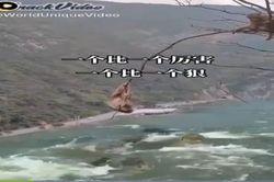 Khỉ con trên ngọn cây trêu cá sấu bất ngờ bị đồng loại chơi khăm