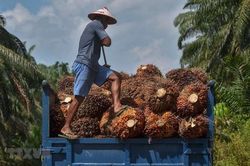 Indonesia, Hà Lan tăng cường hợp tác sản xuất dầu cọ bền vững