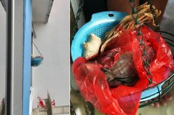 Thấy rổ nhà hàng xóm bốc mùi khủng khiếp, người phụ nữ báo cảnh sát nhưng sự thật lại gây bất ngờ