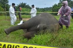 Phát hiện xác voi Sumatra bị chặt đầu, lấy mất ngà ở Indonesia
