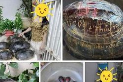 Xôn xao việc người nhà Thủy Tiên khắc tên lên mai rùa để phóng sinh